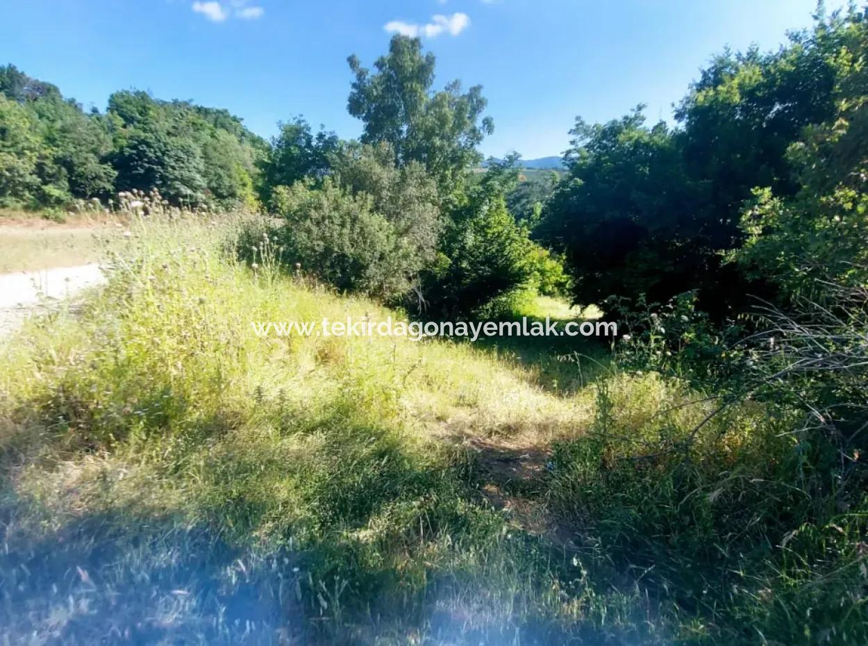 Coupon Field With Main Road Frontage Suitable For Nature Enthusiasts To Put Tiny House For Urgent Sale In Tekirdag Çanakçi Neighborhood