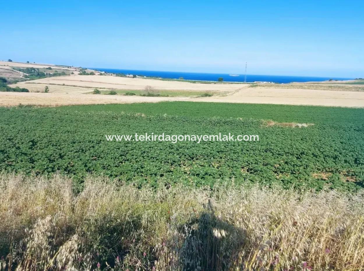 Tekirdağ Aşağkiliçli Mah. 2.340 M2 Coupon Field For Urgent Sale Promising High Profits Suitable For Buy And Sell