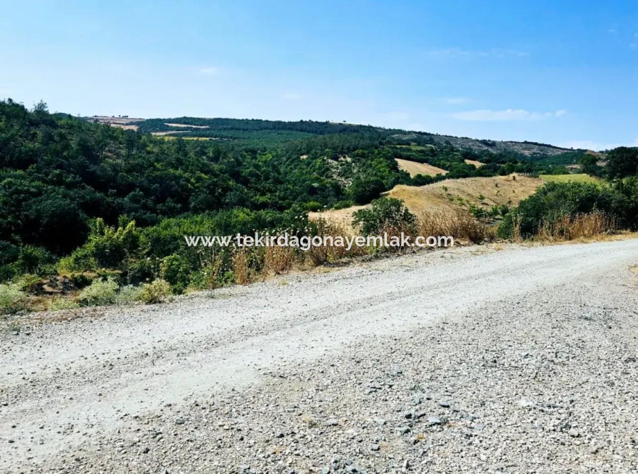 Kelep Kopon Field For Urgent Sale For Those Who Want To Make A Profitable Investment In Tekirdag Çanakçi Neighborhood