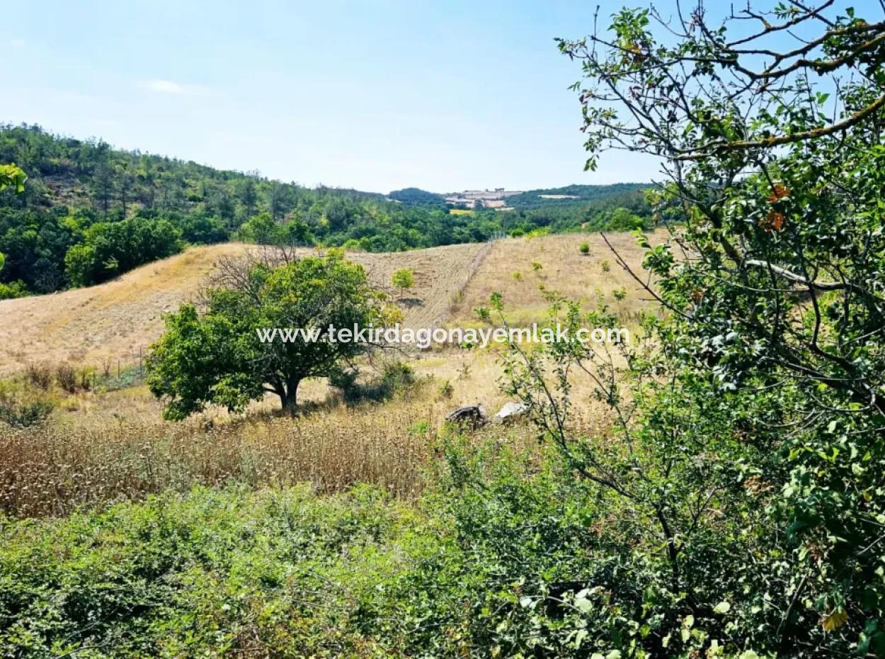 Kelep Kopon Field For Urgent Sale For Those Who Want To Make A Profitable Investment In Tekirdag Çanakçi Neighborhood