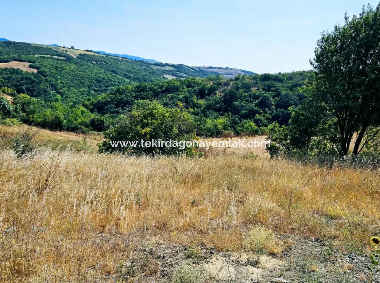 Kelep Kopon Field For Urgent Sale For Those Who Want To Make A Profitable Investment In Tekirdag Çanakçi Neighborhood