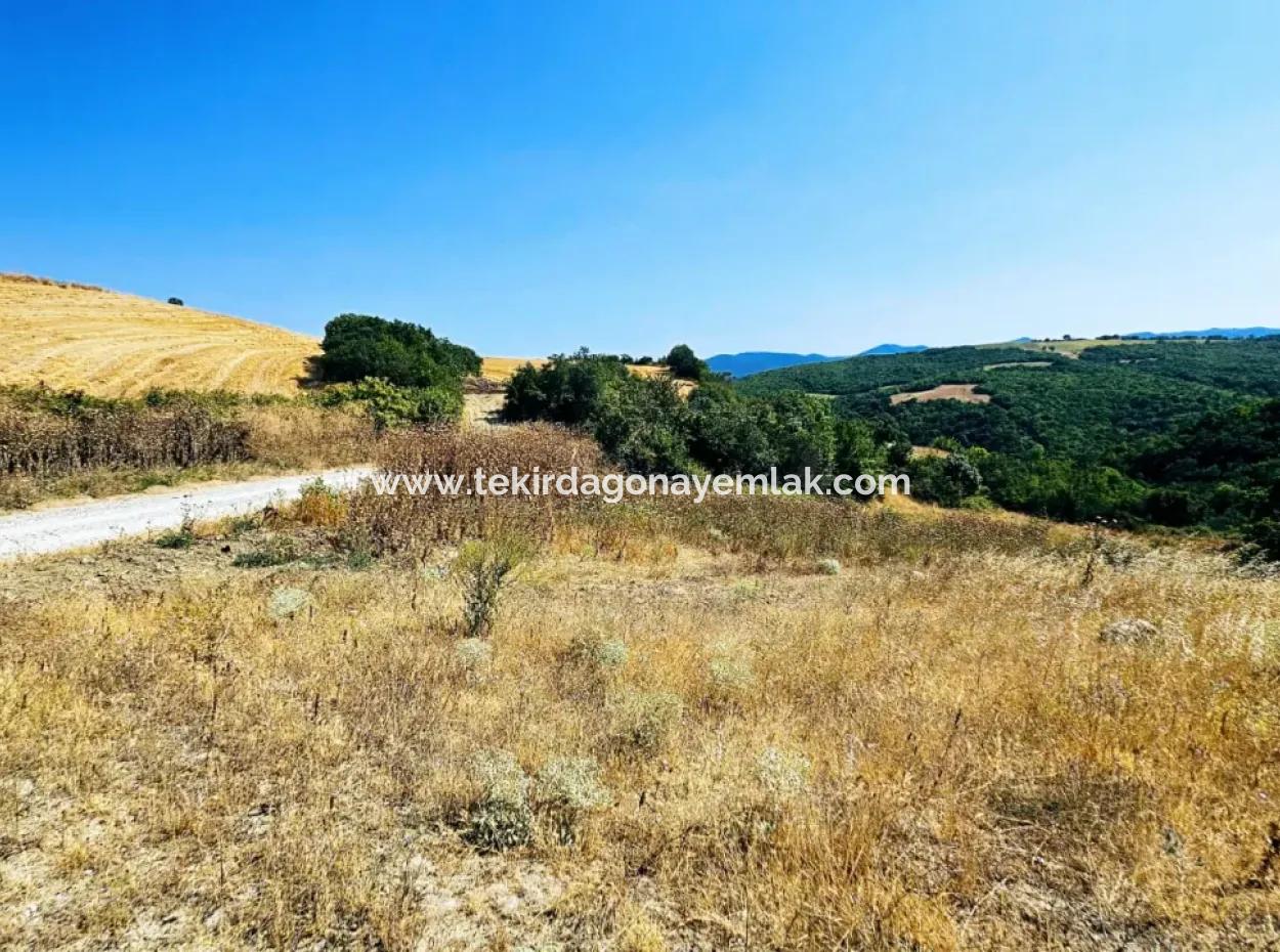 Kelep Kopon Field For Urgent Sale For Those Who Want To Make A Profitable Investment In Tekirdag Çanakçi Neighborhood