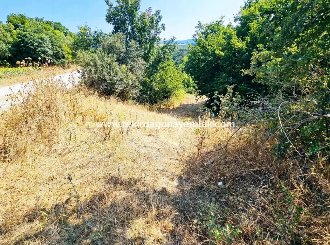 Coupon Field With Main Road Frontage Suitable For Nature Enthusiasts To Put Tiny House For Urgent Sale In Tekirdag Çanakçi Neighborhood