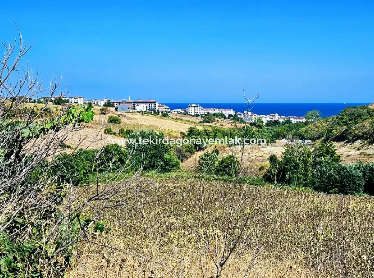 9.100 M2 Villa Zoned Field For Urgent Sale In Tekirdag Barbarosta