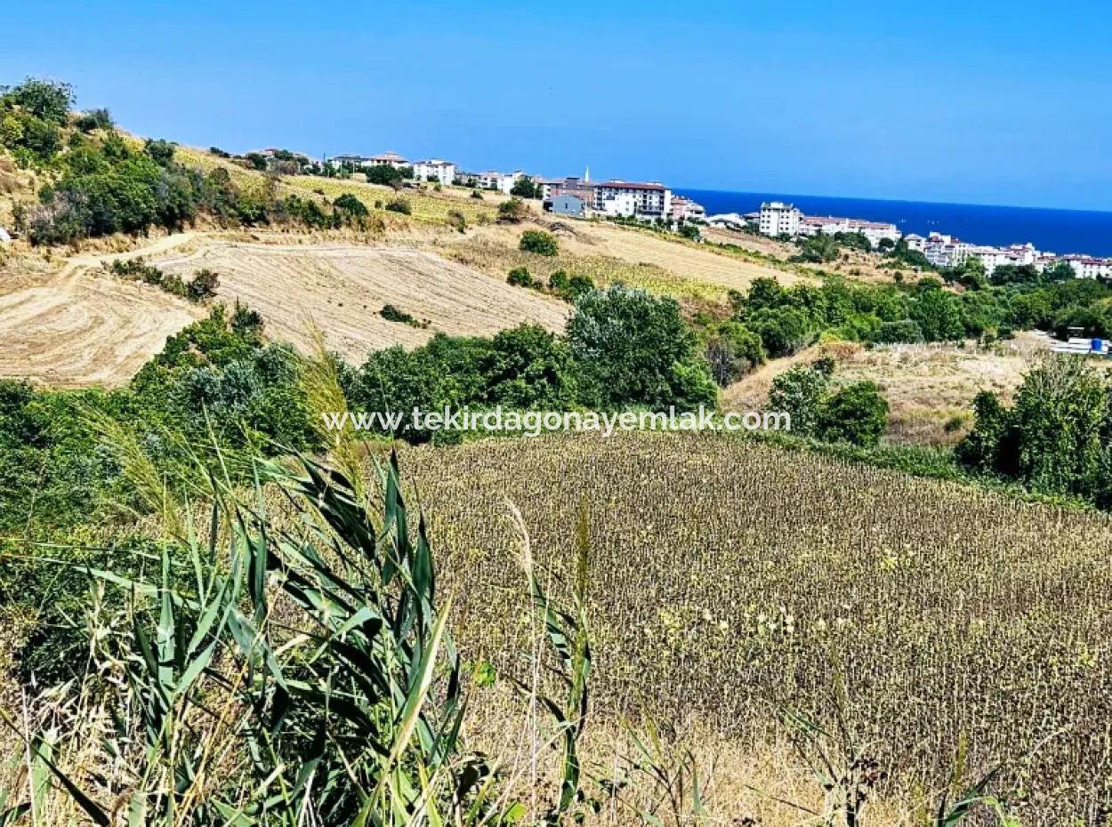 9.100 M2 Villa Zoned Field For Urgent Sale In Tekirdag Barbarosta