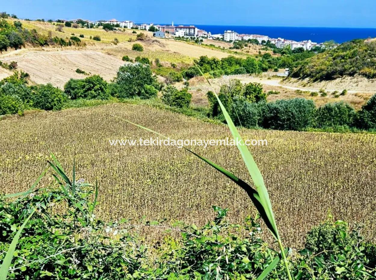 9.100 M2 Villa Zoned Field For Urgent Sale In Tekirdag Barbarosta