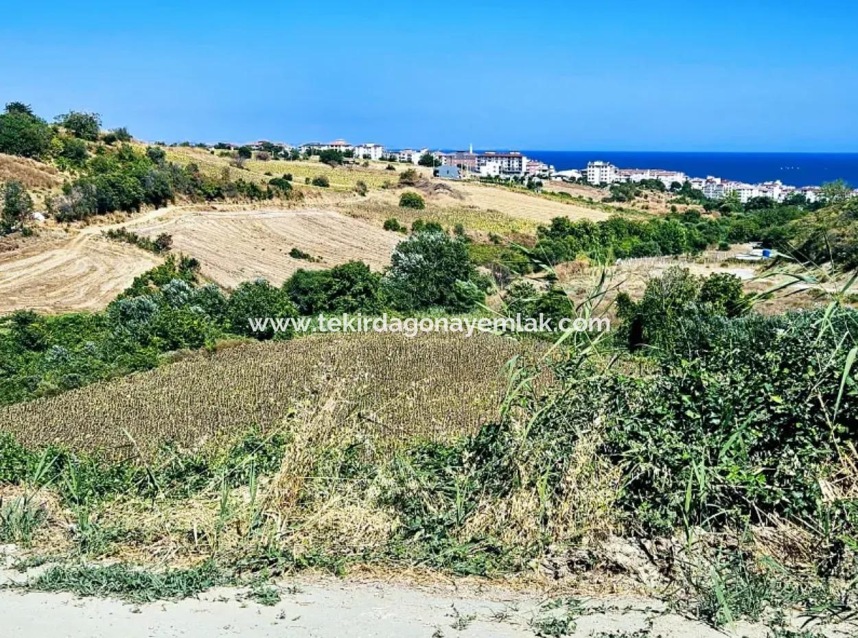 9.100 M2 Villa Zoned Field For Urgent Sale In Tekirdag Barbarosta