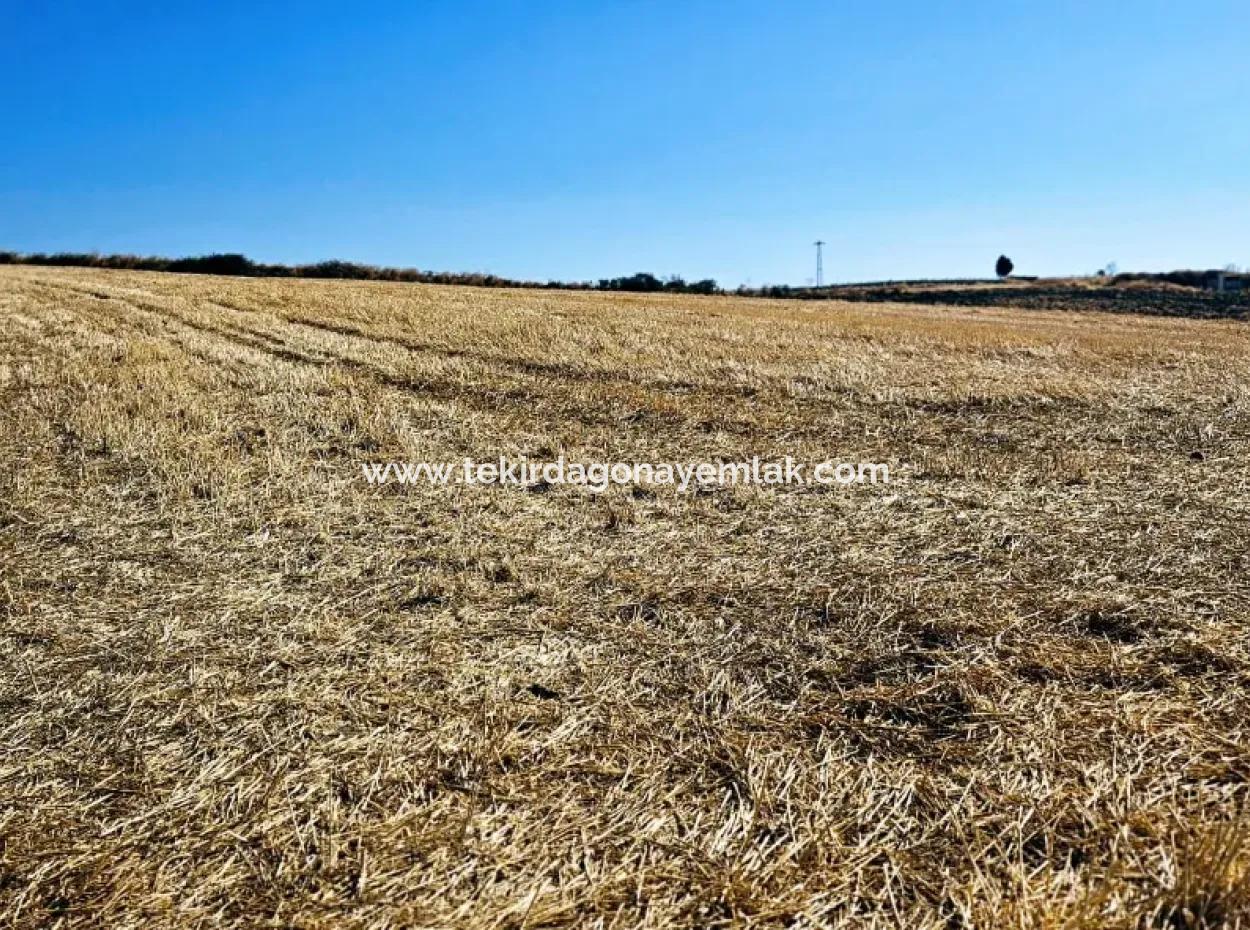 2.650 M2 Villa For Urgent Sale In Tekirdag Barbarosta Zoned Coupon Field Suitable For Investment