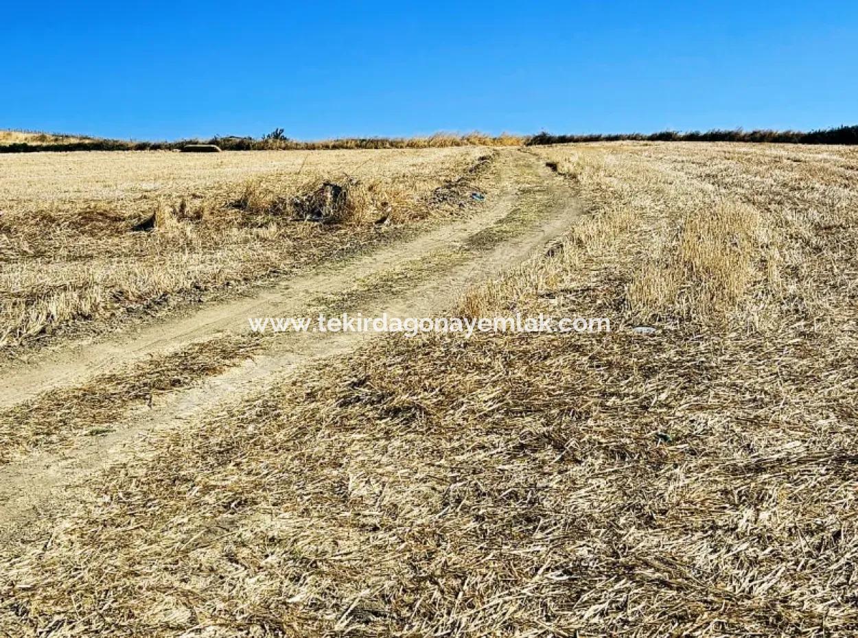 2.650 M2 Villa For Urgent Sale In Tekirdag Barbarosta Zoned Coupon Field Suitable For Investment