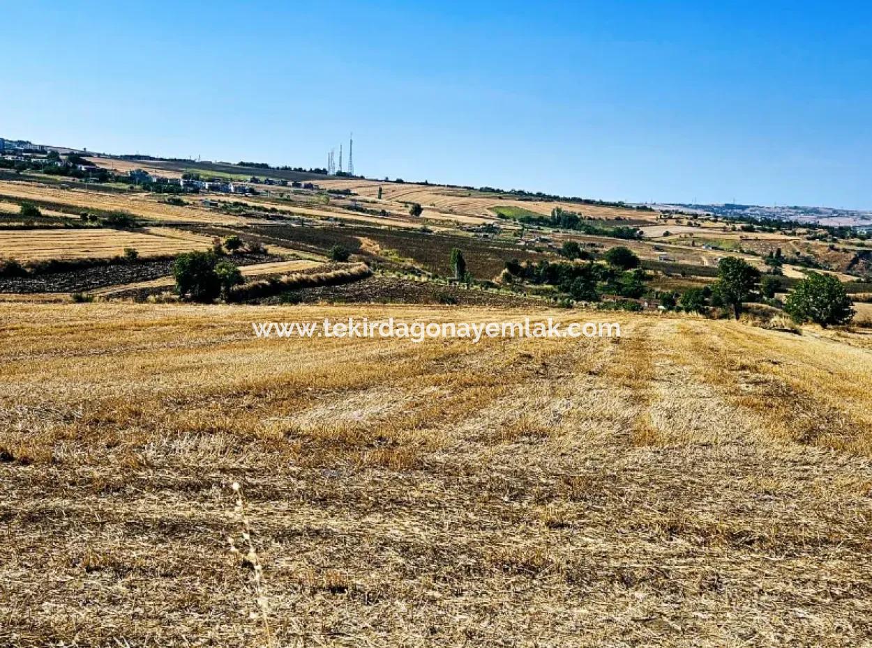 2.650 M2 Villa For Urgent Sale In Tekirdag Barbarosta Zoned Coupon Field Suitable For Investment
