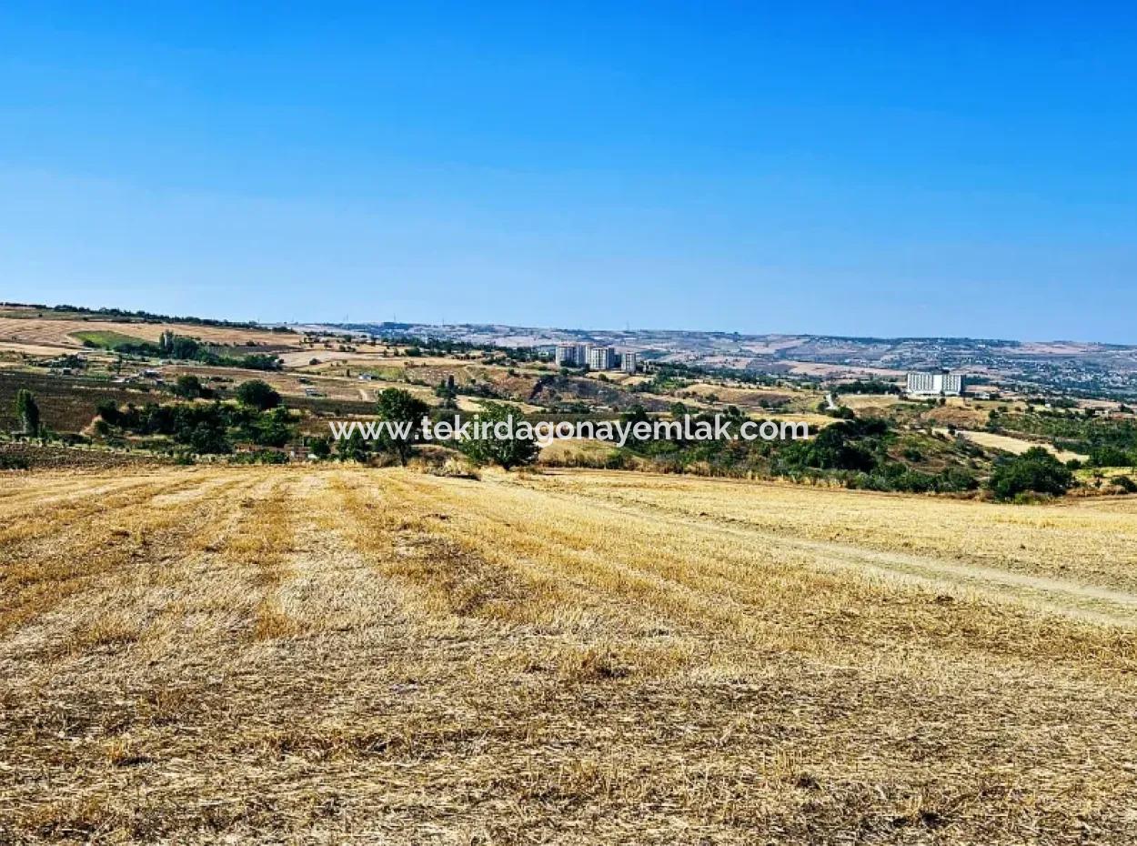 2.650 M2 Villa For Urgent Sale In Tekirdag Barbarosta Zoned Coupon Field Suitable For Investment