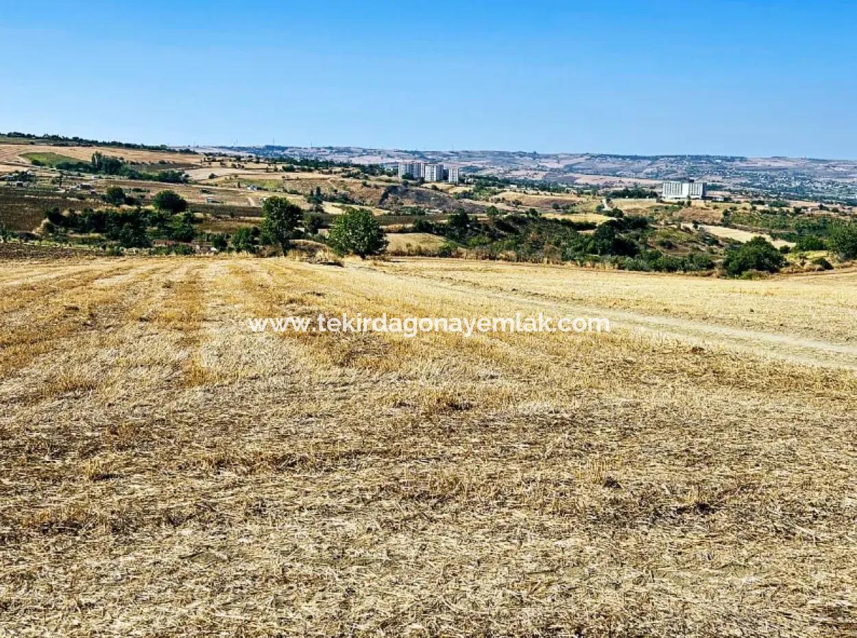 2.650 M2 Villa For Urgent Sale In Tekirdag Barbarosta Zoned Coupon Field Suitable For Investment