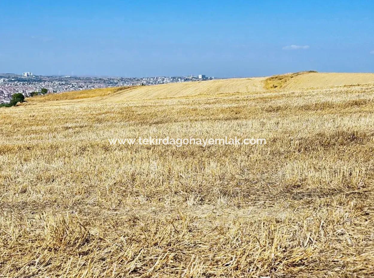 2.650 M2 Villa For Urgent Sale In Tekirdag Barbarosta Zoned Coupon Field Suitable For Investment