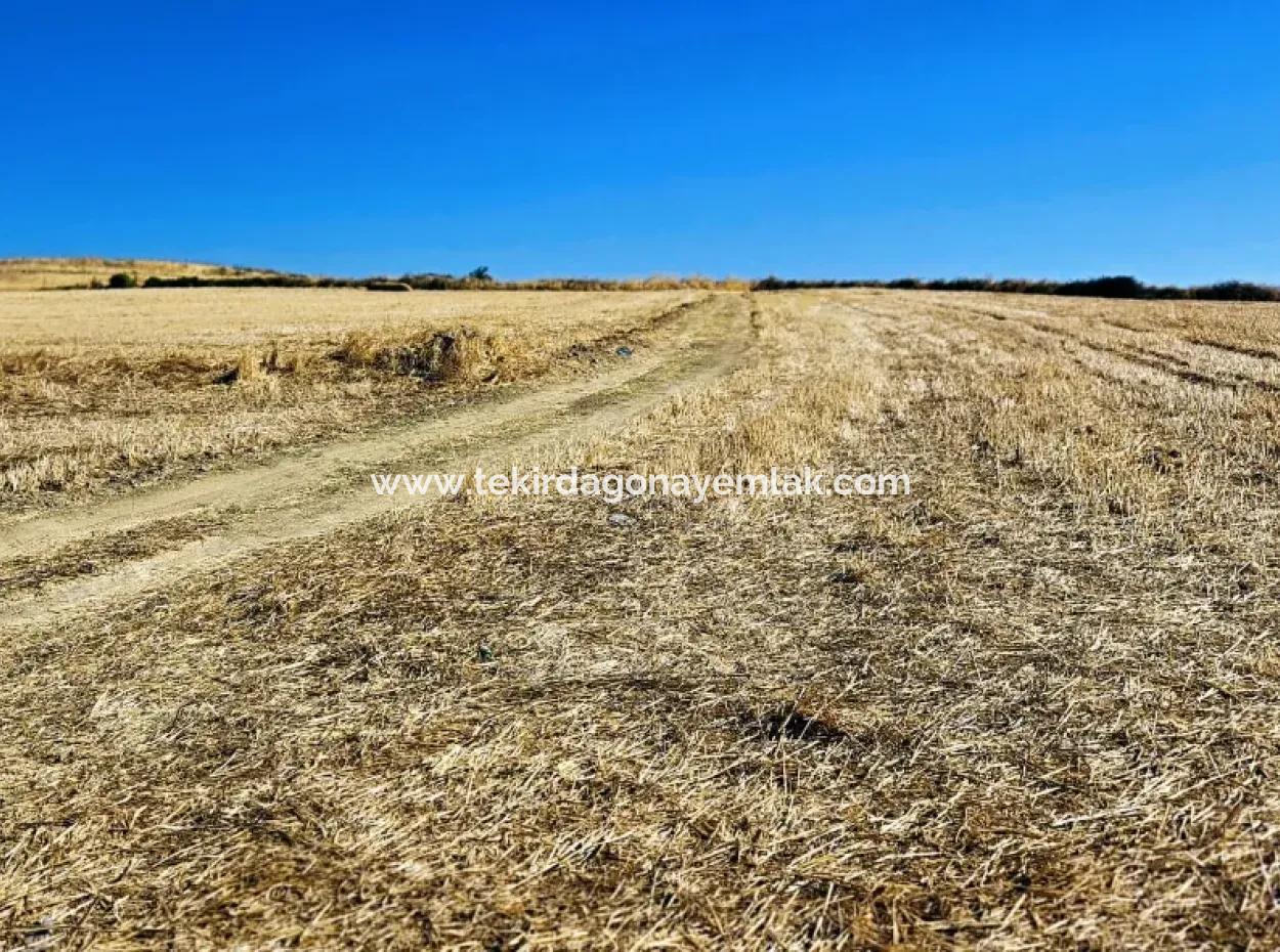 2.650 M2 Villa For Urgent Sale In Tekirdag Barbarosta Zoned Coupon Field Suitable For Investment