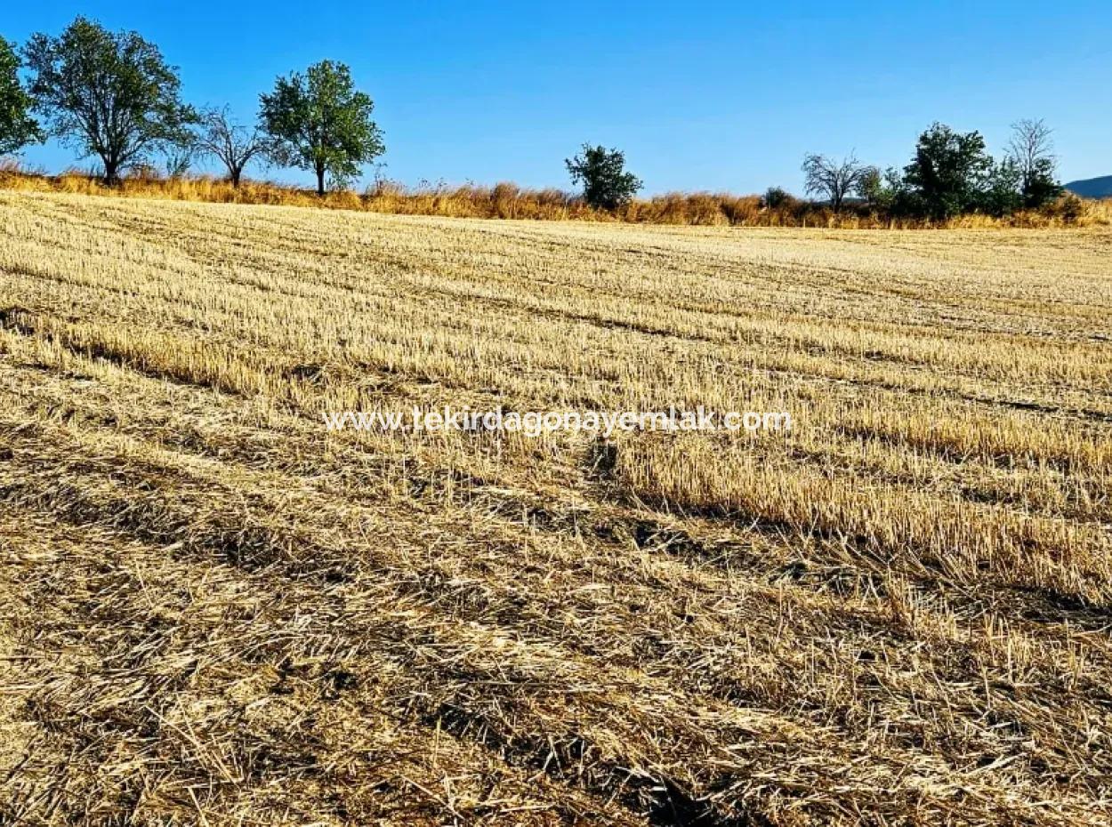 Azyaport Port Is Close To The Existing Zoning 16.100 Emergency Sale Investment Bargain Coupon Field