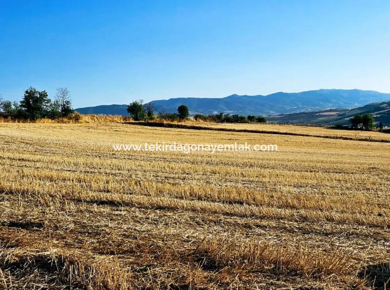 Azyaport Port Is Close To The Existing Zoning 16.100 Emergency Sale Investment Bargain Coupon Field