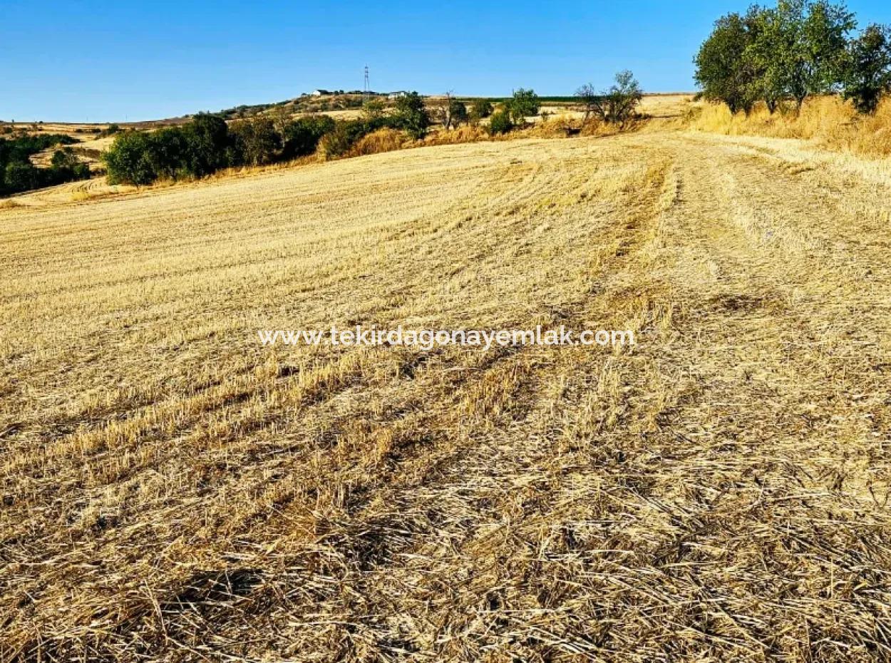 Azyaport Port Is Close To The Existing Zoning 16.100 Emergency Sale Investment Bargain Coupon Field