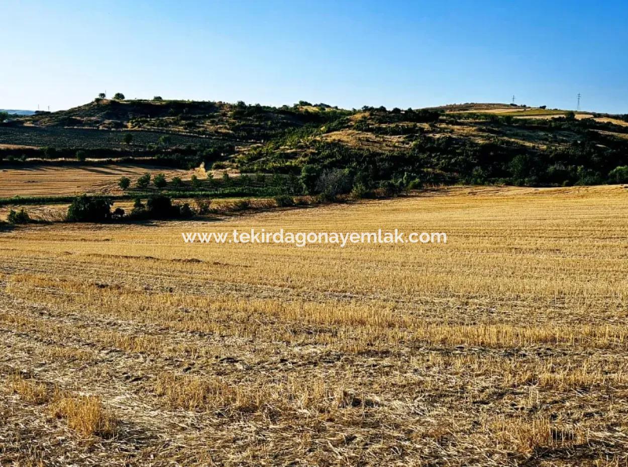 Azyaport Port Is Close To The Existing Zoning 16.100 Emergency Sale Investment Bargain Coupon Field