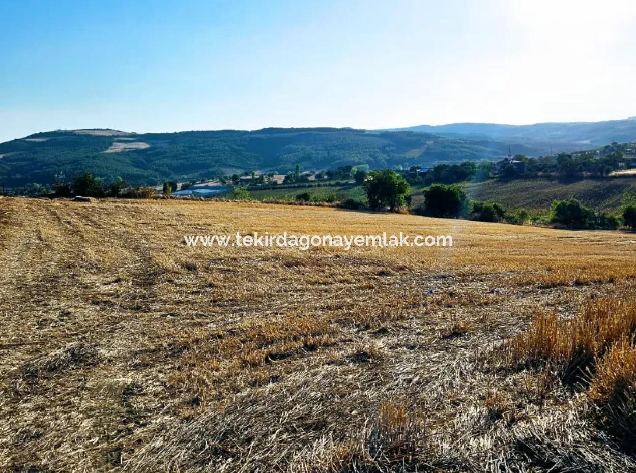 Azyaport Port Is Close To The Existing Zoning 16.100 Emergency Sale Investment Bargain Coupon Field