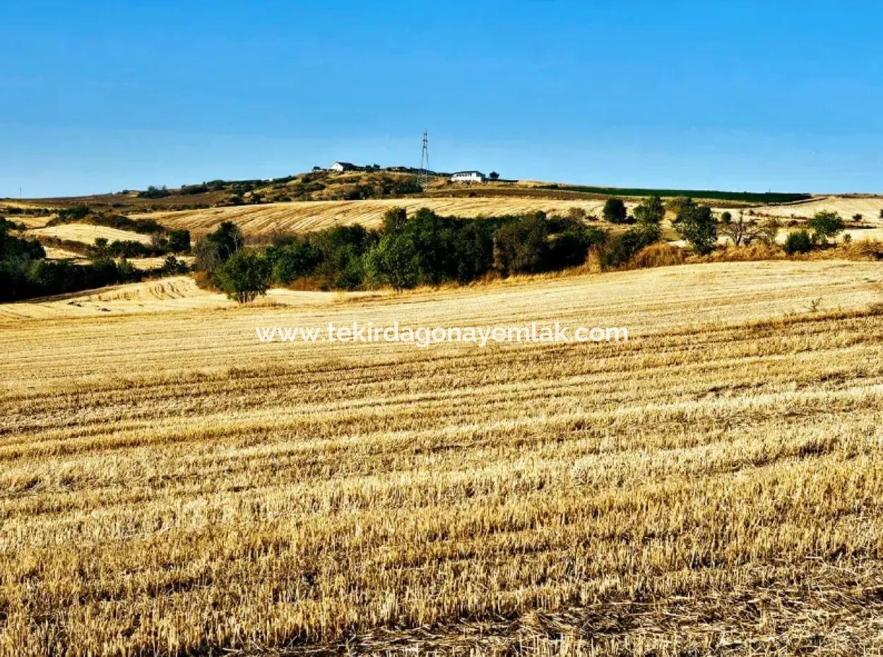 Azyaport Port Is Close To The Existing Zoning 16.100 Emergency Sale Investment Bargain Coupon Field