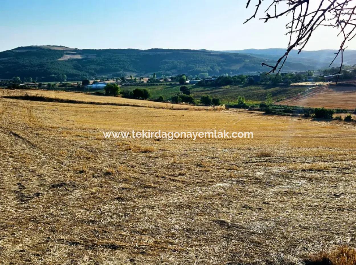 Azyaport Port Is Close To The Existing Zoning 16.100 Emergency Sale Investment Bargain Coupon Field