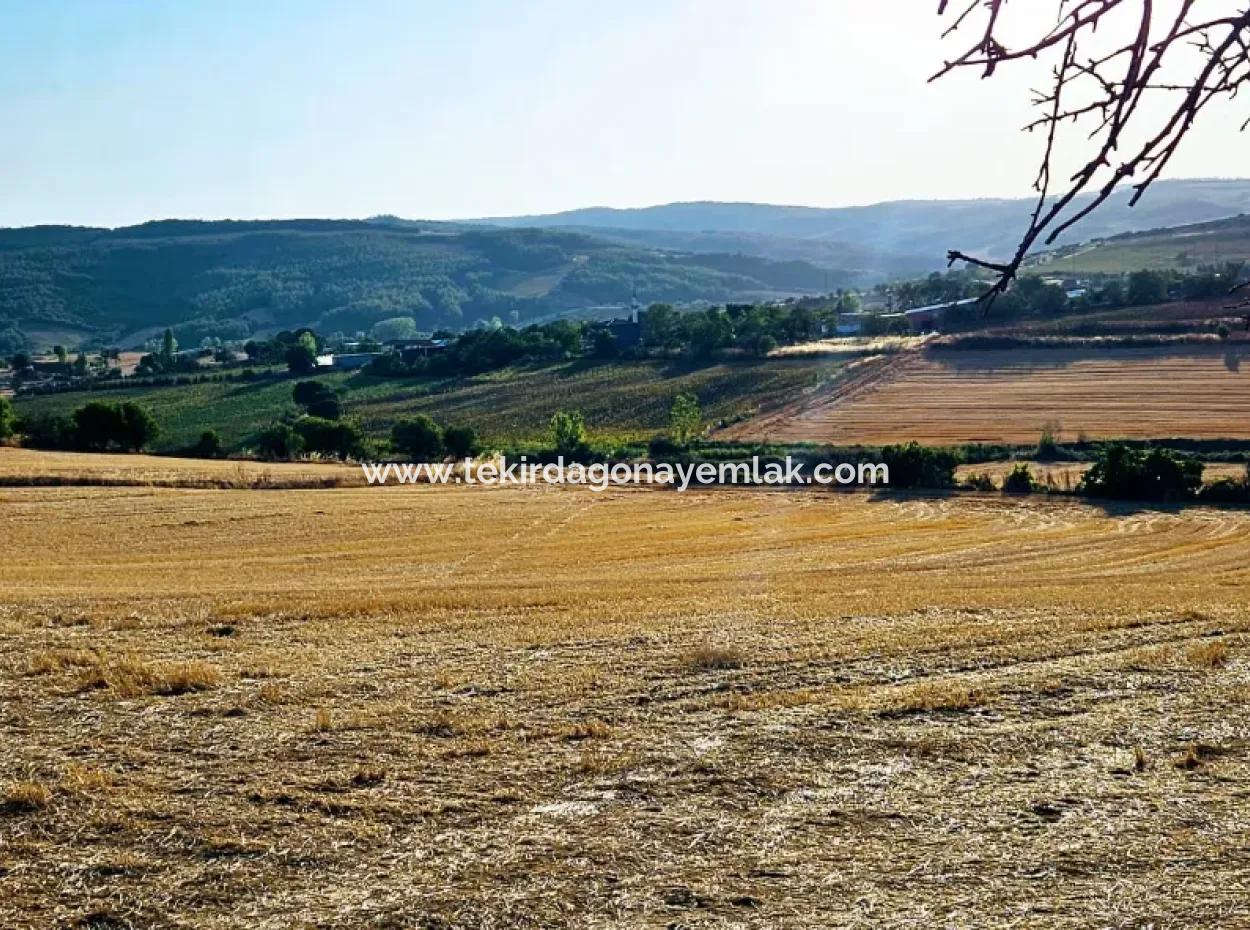 Azyaport Port Is Close To The Existing Zoning 16.100 Emergency Sale Investment Bargain Coupon Field