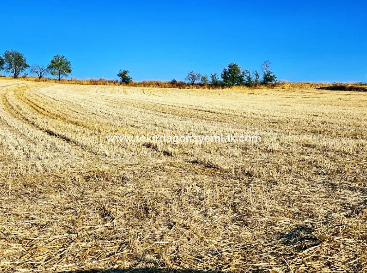 Azyaport Port Is Close To The Existing Zoning 16.100 Emergency Sale Investment Bargain Coupon Field