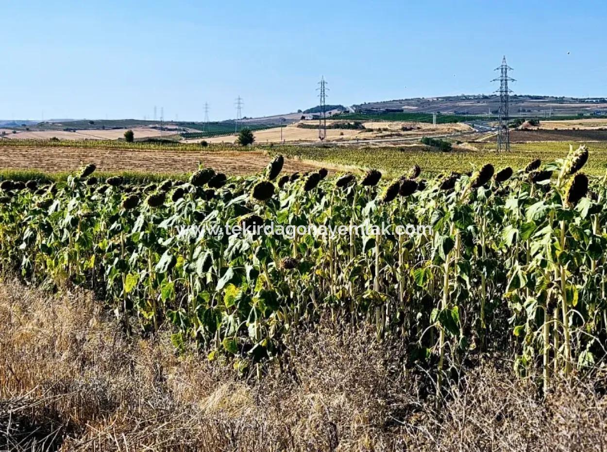 Asyaport Port Is Within The Current Zoning Plan ( Commercial