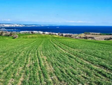 The Closest Region To Istanbul Is Tekirdag Barbarost 34,500 Opportunity Zoned Land Suitable For Building 75 Luxury Villas With Full Sea And Nature Views