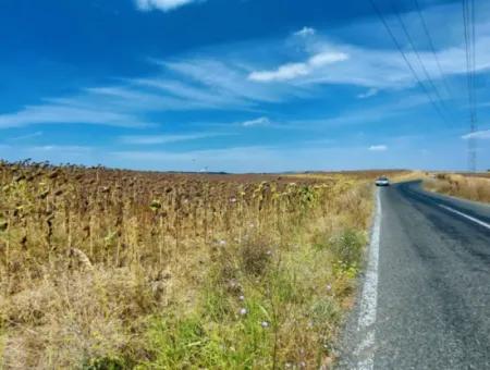 10.500 M2 Investment Field With The Advantage Of Open Road In Summer And Winter In Tekirdağ Çanakçı District! Great Opportunity For Family Picnic, Viticulture And Hobby Garden