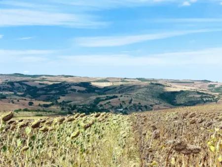 10.500 M2 Investment Field With The Advantage Of Open Road In Summer And Winter In Tekirdağ Çanakçı District! Great Opportunity For Family Picnic, Viticulture And Hobby Garden