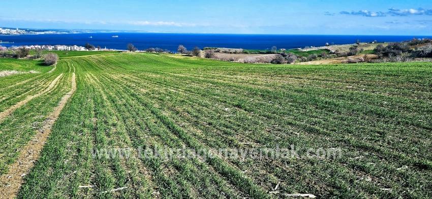 Для продажи Земля в Barbaros Süleymanpaşa Kumbağ - Под Жилье застройку - 19.533 m²