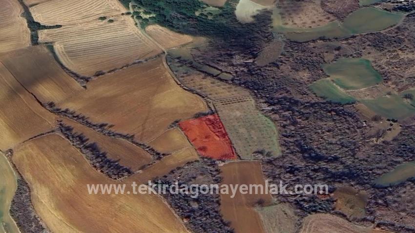 Для Продажи Земля в Çanakçı Süleymanpaşa - Под Поле застройку - 3.110 m²