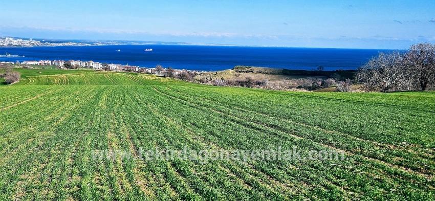 Süleymanpaşa Kumbağ Barbaros Mah. Satılık Arazi - Konut İmar Durumlu - 19.533 m²
