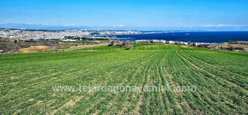 Süleymanpaşa Kumbağ Barbaros Mah. Satılık Arazi - Konut İmar Durumlu - 19.533 m²