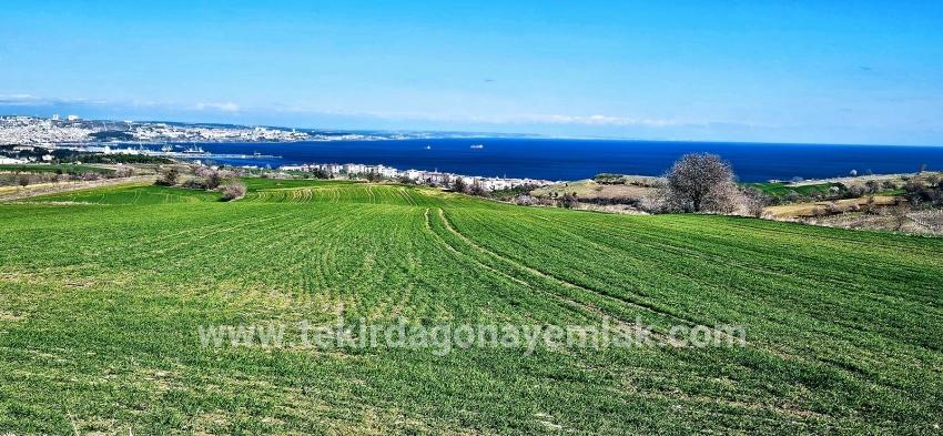 Süleymanpaşa Kumbağ Barbaros Mah. Satılık Arazi - Konut İmar Durumlu - 19.533 m²