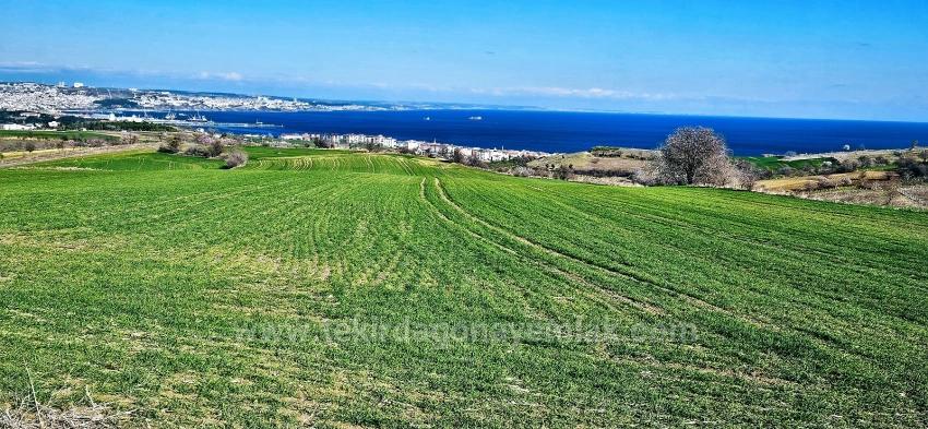 Tekirdağ Barbarosta 75 Adet Villa Projesine Uygun Full Deniz Ve Doğa Manzaralı Arazi