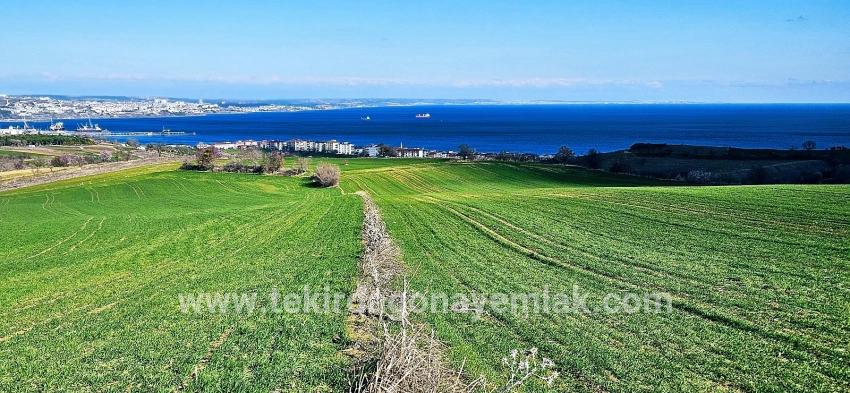 Süleymanpaşa Kumbağ Barbaros Mah. Satılık Arazi - Konut İmar Durumlu - 19.533 m²
