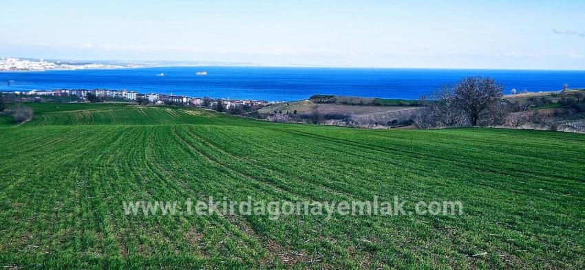 Süleymanpaşa Kumbağ Barbaros Mah. Satılık Arazi - Konut İmar Durumlu - 19.533 m²