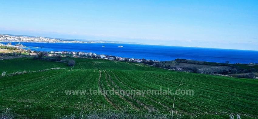 Tekirdağ Barbarosta 75 Adet Villa Projesine Uygun Full Deniz Ve Doğa Manzaralı Arazi