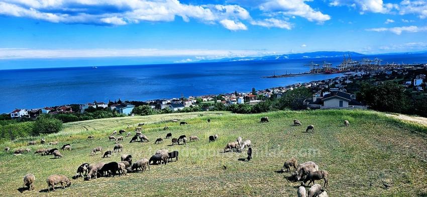 Eşsiz Full Deniz Ve Doğa Manzaralı 45 Adet 2+1 Siteve Kooparetif Projesine Uygun Arazi