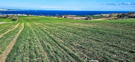 Tekirdağ Barbarosta 75 Adet Villa Projesine Uygun Full Deniz Ve Doğa Manzaralı Arazi