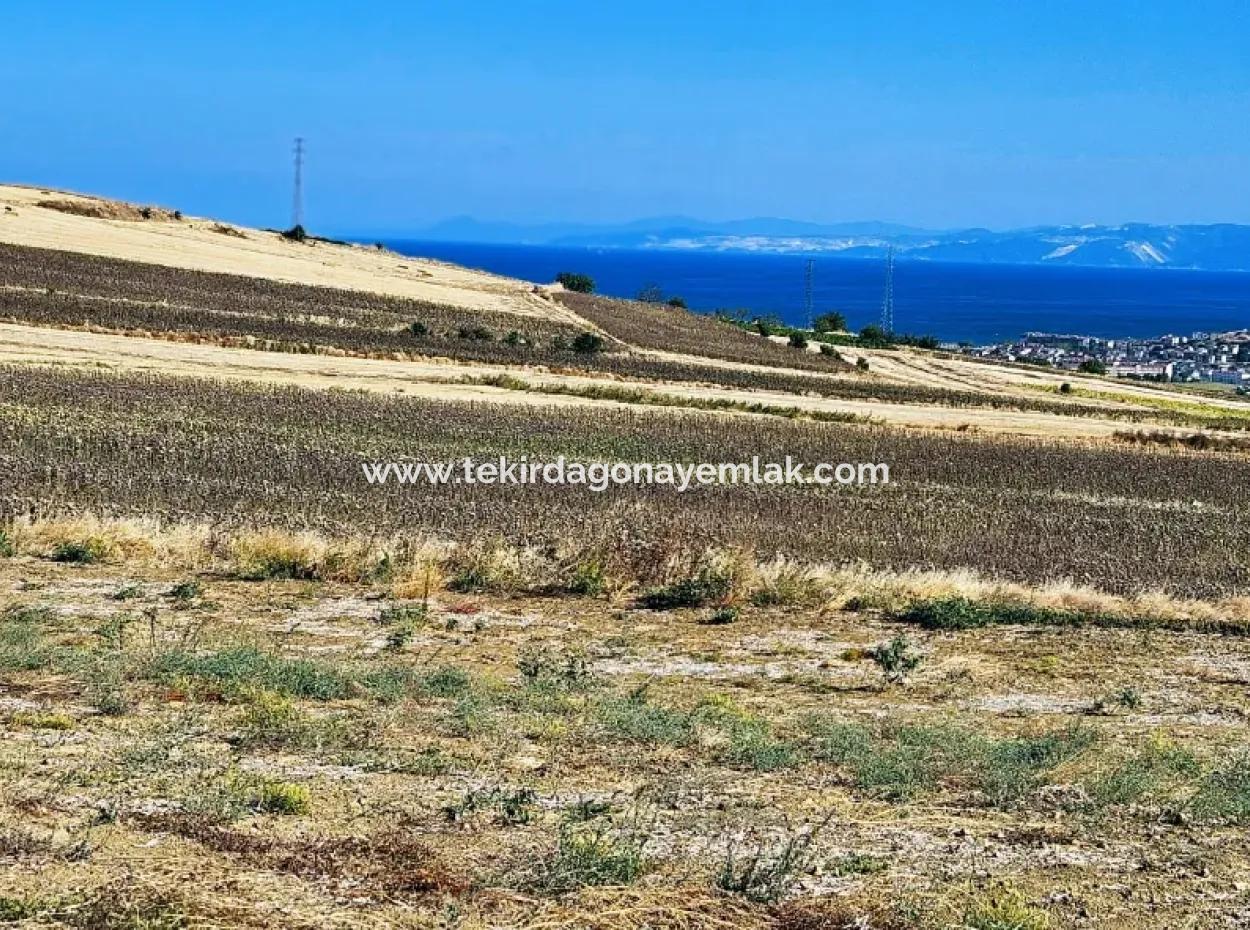 Asyaport Limanı Mevcut İmar Planı İçinde ( Ticari & Sanai ) Alanı Bölgedinde Acil Satılık 6.400 M2 Yatırım Fırsatı