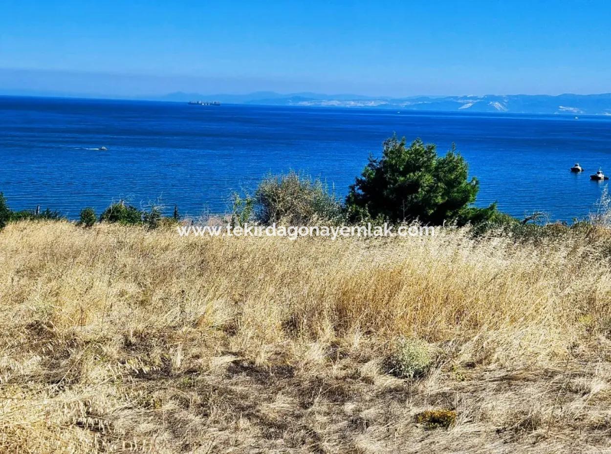 Tekirdağ Barbarosta Acil Satılık Full Deniz Manzaralı Müstakil Ev Yapmaya Uygun Kupon Arsa