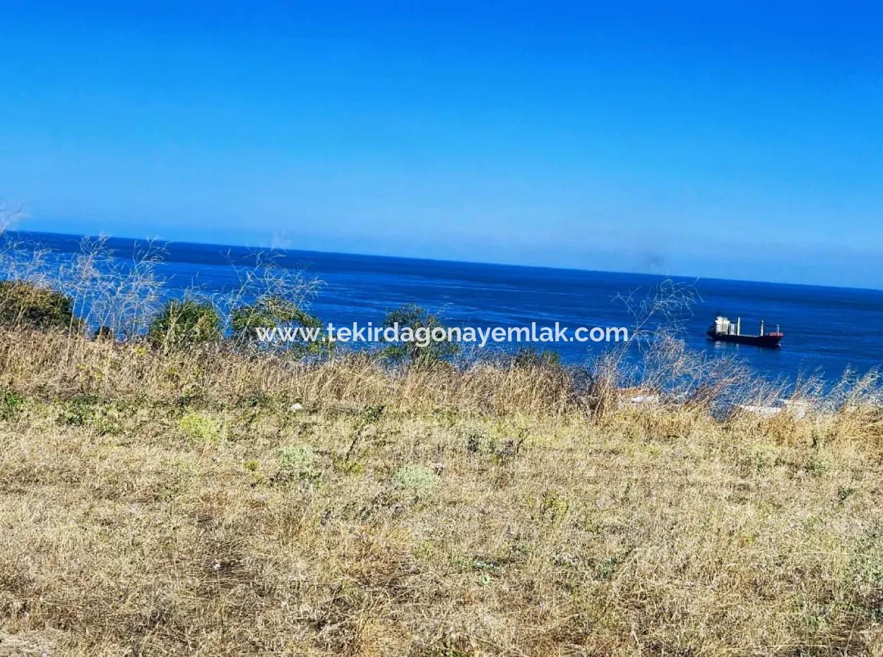Tekirdağ Barbarosta Acil Satılık Full Deniz Manzaralı Müstakil Ev Yapmaya Uygun Kupon Arsa