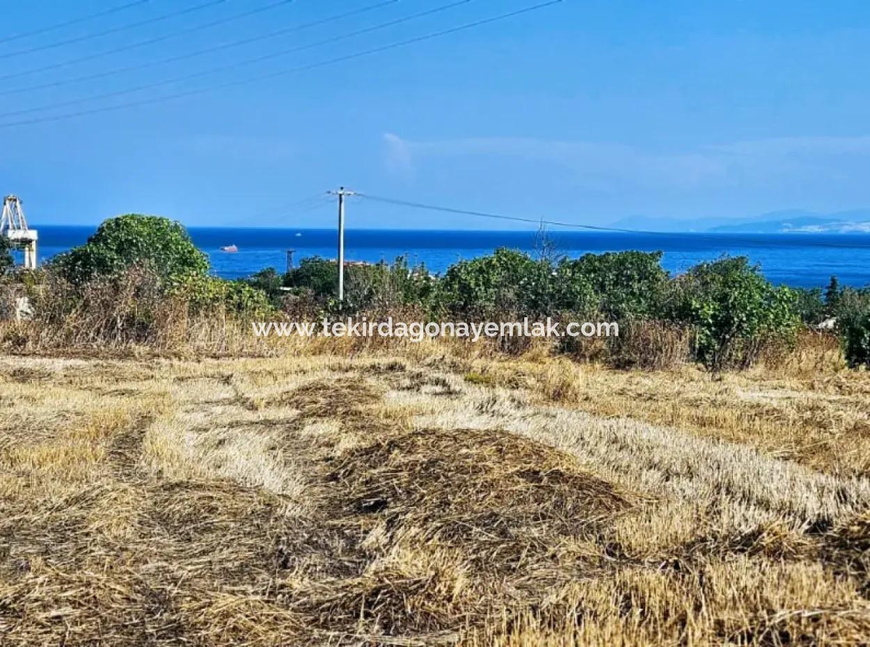 Asyaport Limanına Yakın Acil Satılık 8.500 M2 Konut İmarlı  Kupon Tarla