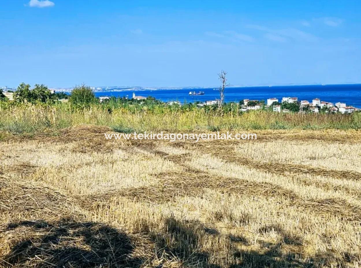 Asyaport Limanına Yakın Acil Satılık 8.500 M2 Konut İmarlı  Kupon Tarla