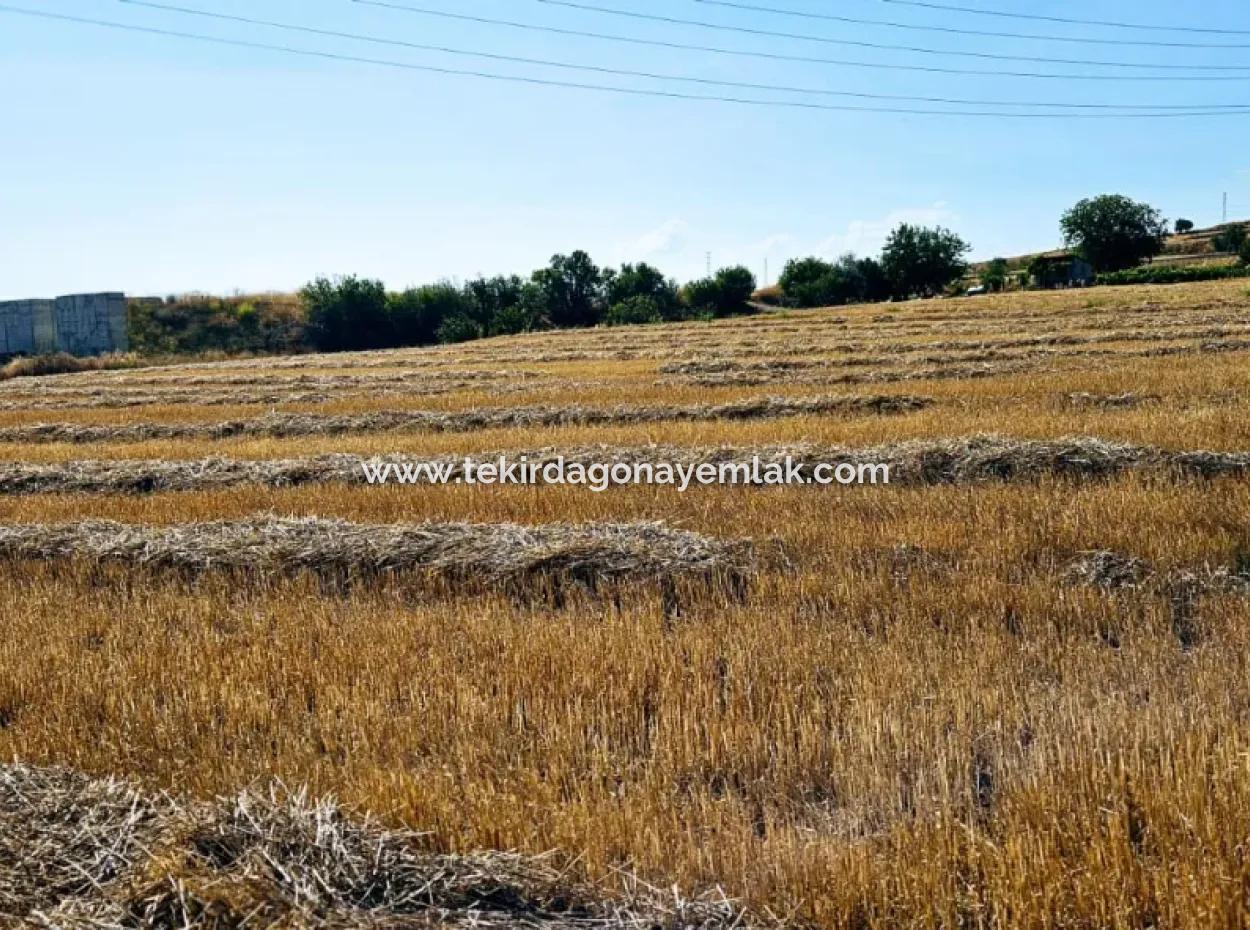 Asyaport Limanına Yakın Acil Satılık 8.500 M2 Konut İmarlı  Kupon Tarla