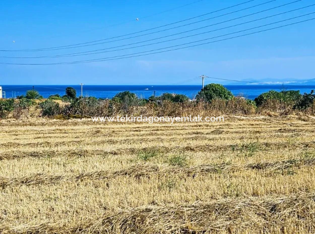 Asyaport Limanına Sadece 1 Km Yakınlıkta Acil Satılık 4.150 M2 Konut İmarlı Tarla