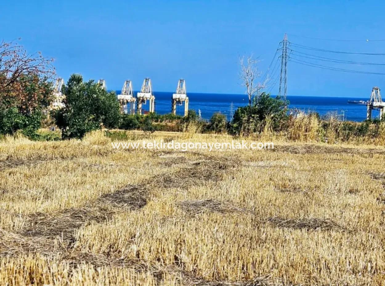 Asyaport Limanına Sadece 1 Km Yakınlıkta Acil Satılık 4.150 M2 Konut İmarlı Tarla